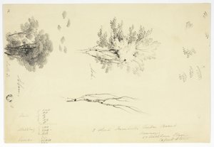 Skizzen von Ulmen und Eschen von Unknown artist