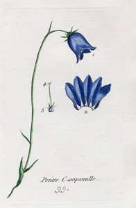 Kleine Glockenblume