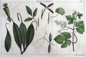Stipeln und Ranken: in „Flora Françoise, oder eine kurze Beschreibung aller Pflanzen, die natürlich in Frankreich wachsen, nach einer neuen Analysemethode geordnet, der wir die Angabe ihrer eindeutigsten Tugenden in der Medizin und ihrer Nützlichkeit in de