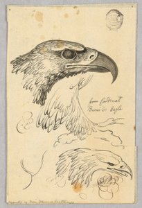 Studien von zwei Adlerköpfen und einem Flügel, aus Kardinal Bernis