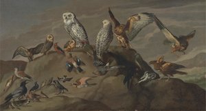 Studie von Vögeln