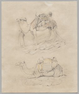 Studie von Kamelen von Unknown artist