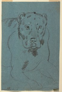Studie einer Löwin von Unknown artist