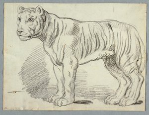 Studie eines Tigers