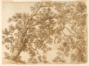 Studie eines Baumes