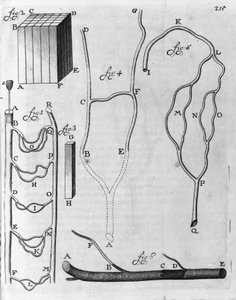 Studie des Blutkreislaufs bei fliegenden Fischen und anderen Tieren. Beschreibung von dem niederländischen Händler und Wissenschaftler Antoine van Leeuwenhoek (1632-1723). Gravur aus „Arcana Natura Detecta“ 1695 von Unknown artist