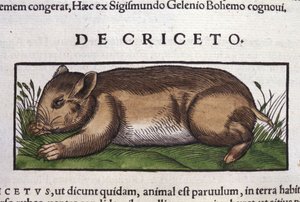 Der Hamster in Historia Animalium von Conrad Gesner (1516 - 1565), Tiguri