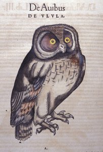 Die Eule in Historia Animalium von Conrad Gesner (1516 - 1565), Tiguri von Unknown artist