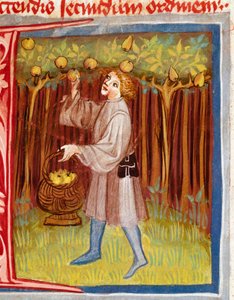 Die Obsternte (Miniatur aus „Der Rustican oder Buch des ländlichen und bäuerlichen Nutzens“ von Pietro de Crescenzi) von Unknown artist