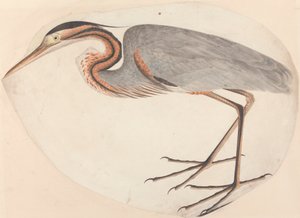 Der Purpurreiher