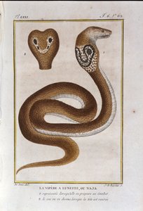 Die Brillenschlange oder Naja. Tafel aus einem Werk der Naturgeschichte „Œuvres de Buffon“ von Naturforscher Georges Louis Leclerc, Graf von Buffon (1707 - 1788). 19. Jahrhundert von Unknown artist
