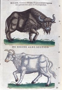 Der Bison und der weiße Bison aus Historiae animalium von Konrad Gesner, Tiguri