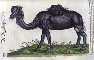 Das Kamel aus Historiae animalium von Konrad Gesner, Tiguri