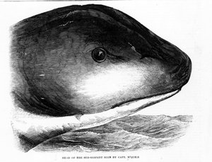 Der Kopf der Riesenseeschlange wurde 1848 von der Besatzung der HMS Daedalus gesichtet. Zeitgenössische Gravur