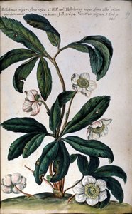 Die Nieswurz oder Schwarze Nieswurz, auch Christrose genannt. 18. Jahrhundert von Unknown artist