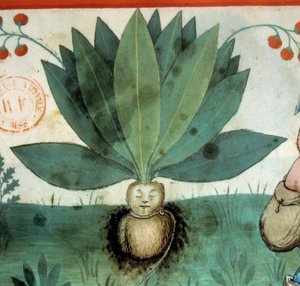 Die Alraune. Heilpflanze, der oft außergewöhnliche magische Kräfte zugeschrieben wurden. (Detail) von Unknown artist