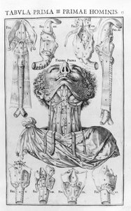 Das Organ der menschlichen Stimme nach Giovanni Casseri „De vocis auditusque organi historia anatomica“, Ferrara 1601