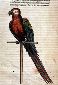 Der Papagei nach der Historia Animalium von Conrad Gesner, Tiguri 1560. Biblioteca Nazionale Braidense. Mailand von Unknown artist