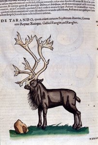 Das Rentier nach Historiae animalium von Konrad Gesner, Tiguri von Unknown artist