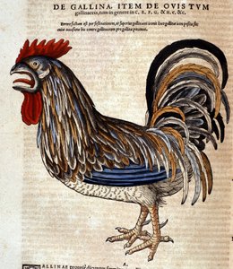 Der Hahn nach der Historia Animalium von Conrad Gesner, Tiguri 1560. Biblioteca nazionale Braidense, Mailand von Unknown artist