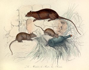 Drei Tiere: Maus, Ratte und Maulwurf, klassifiziert nach Linné und Cuvier (Gravur) von Unknown artist