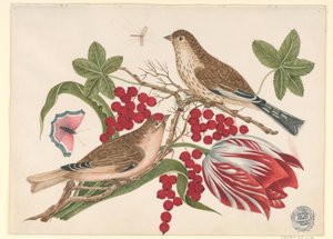Zwei braune Vögel auf einem Ast mit Tulpe, Beeren und Insekten