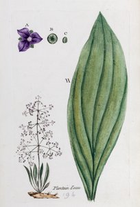 Wasserschwertlilie von Unknown artist