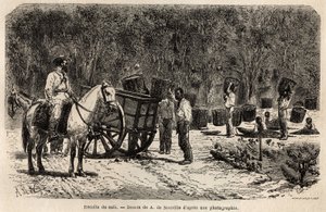 Wenn der Kaffee geerntet wird, sammeln und transportieren die Männer die schweren Körbe voller Kaffeebohnen, während die Kinder das Fruchtfleisch reinigen, das die Kaffeebohnen umgibt. Gravur zur Illustration der Reise nach Brasilien, Bericht von M. und Mm von Unknown artist