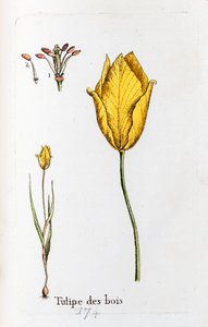 Waldtulpe