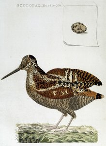 Waldschnepfe und Ei (Scolopax rusticola) - Gravur