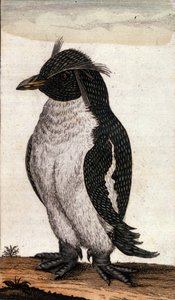 Zoologische Tafel, die einen Diomedea-Vogel aus der Albatros-Familie darstellt. Gravur aus dem 18. Jahrhundert