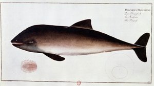 Zoologie: Tafel, die einen Schweinswal darstellt, aquatisches Säugetier. Druck aus dem frühen 18. Jahrhundert. Paris, B.N.