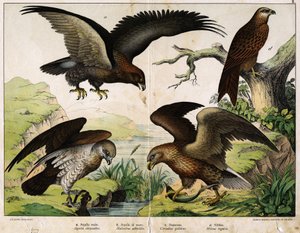 a: Königlicher Adler (Aquila chrysaëtos), b: Seeadler (Haliaëtus albicilla), c: Schlangenadler (Circaëtus gallicus), d: Milan (Milvus regalis) - in „Natural History of Birds“, ed. Hoepli, Mailand