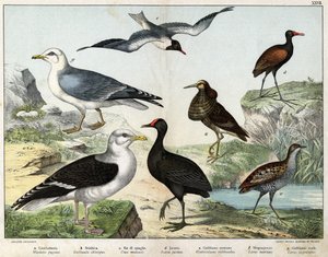 a: Kampfläufer (Machetes pugnax), b: Teichhuhn (Gallinula chloropus), c: Wiesenralle (Crex pratensis), d: Jacana (Parra Jacana), e: Lachmöwe (Hydrocolaeus ridibundus), f: Silbermöwe (Larus marinus), g: Heringsmöwe (Larus argentatus) - In „Natural Hist