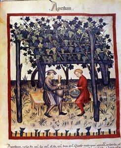 Traubenpressen zur Erntezeit. Illumination aus dem „Tacuinum sanitatis“ von Unknown artist