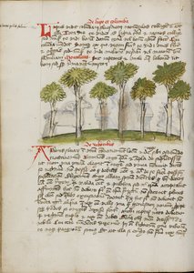 Ein Wald