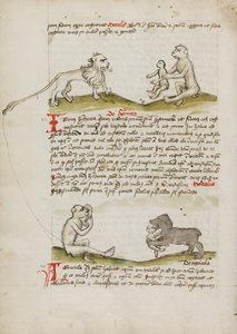 Ein Löwe mit einem Affen und seinem Jungen; Ein Affe; Ein Bär, der einen jungen Affen frisst von Unknown artist/maker