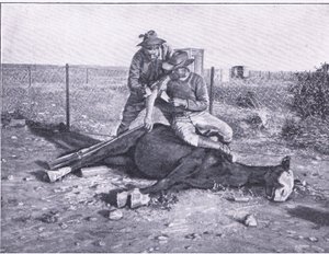 Eine knappe Flucht. Ein verwundeter Späher, dessen Pferd unter ihm erschossen wurde, aus Nach Pretoria: Der Guerillakrieg, veröffentlicht von Harmsworth Bros Limited von Unknown photographer