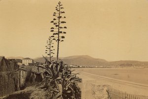Album "Nizza und die Umgebung": Blick auf die Küste von Nizza von Unknown photographer