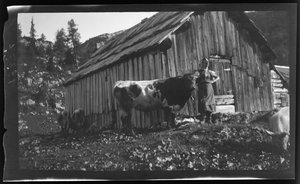 Vorderbachalm mit Almhütte in der Nähe von Gößl am Grundlsee von Unknown photographer