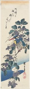 (Eisvogel und Hortensie)