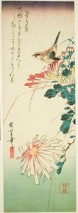 Vogel und Chrysanthemen