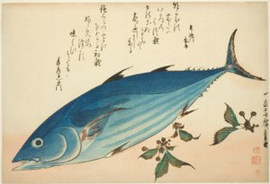 Bonito und Steinbrech, aus einer unbetitelten Serie von Fischen von Utagawa Hiroshige