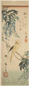 Kanarienvogel und Glyzinien