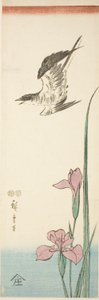 Kuckuck und Iris von Utagawa Hiroshige