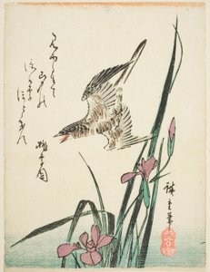 Kuckuck fliegt über Iris von Utagawa Hiroshige