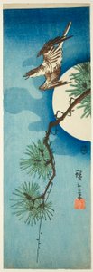 Kuckuck, Kiefernzweig und Vollmond