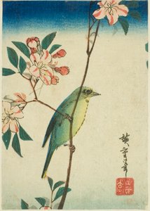 Japanische Weißaugen auf blühendem Zweig
