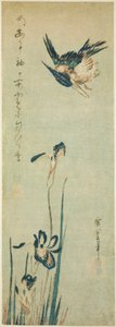 Eisvogel und Iris