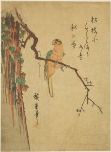 Ara auf einem efeubedeckten Baum von Utagawa Hiroshige